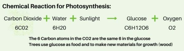 Photosynthesis